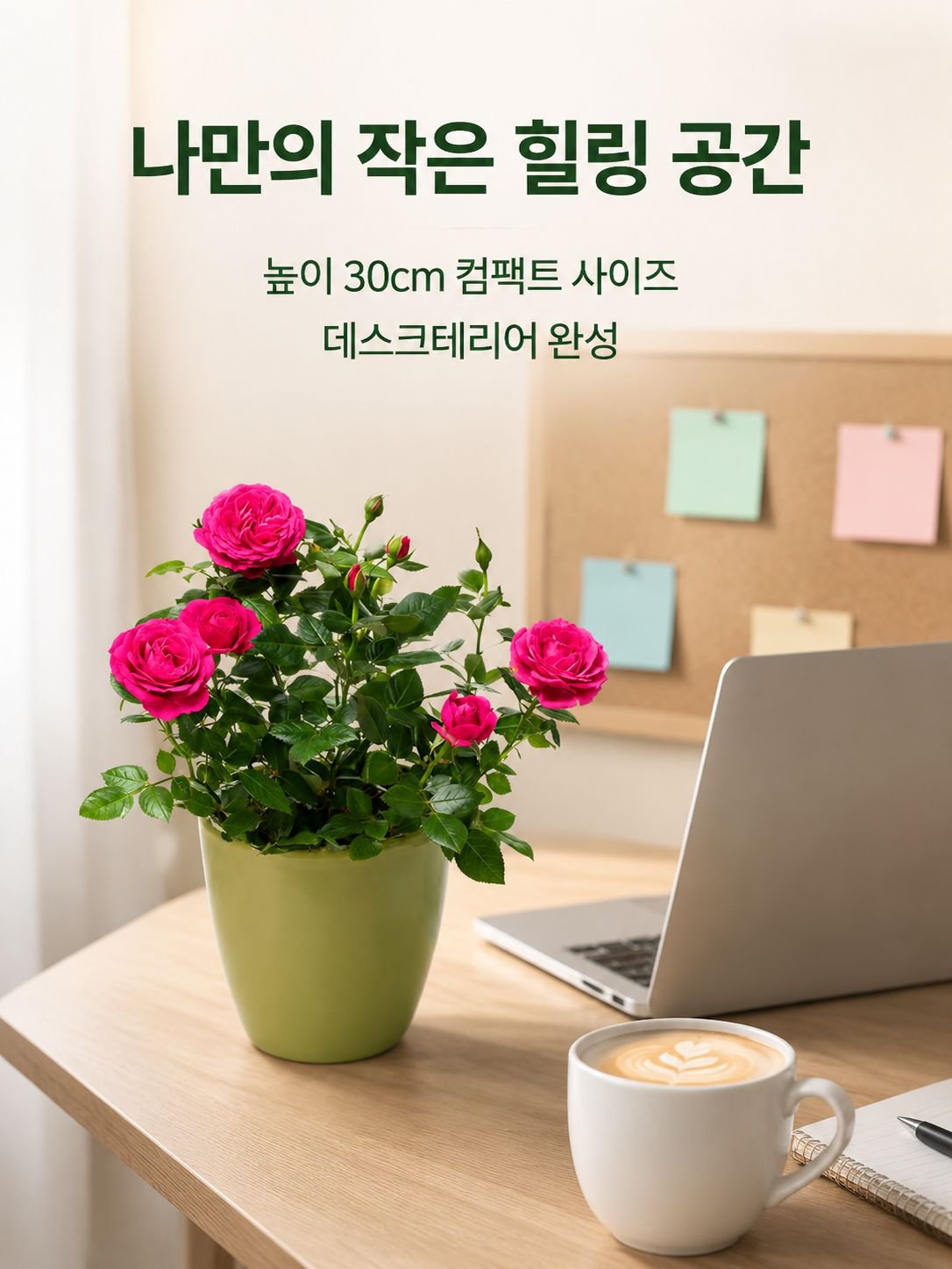 혼합 색상 장미 화분 식물