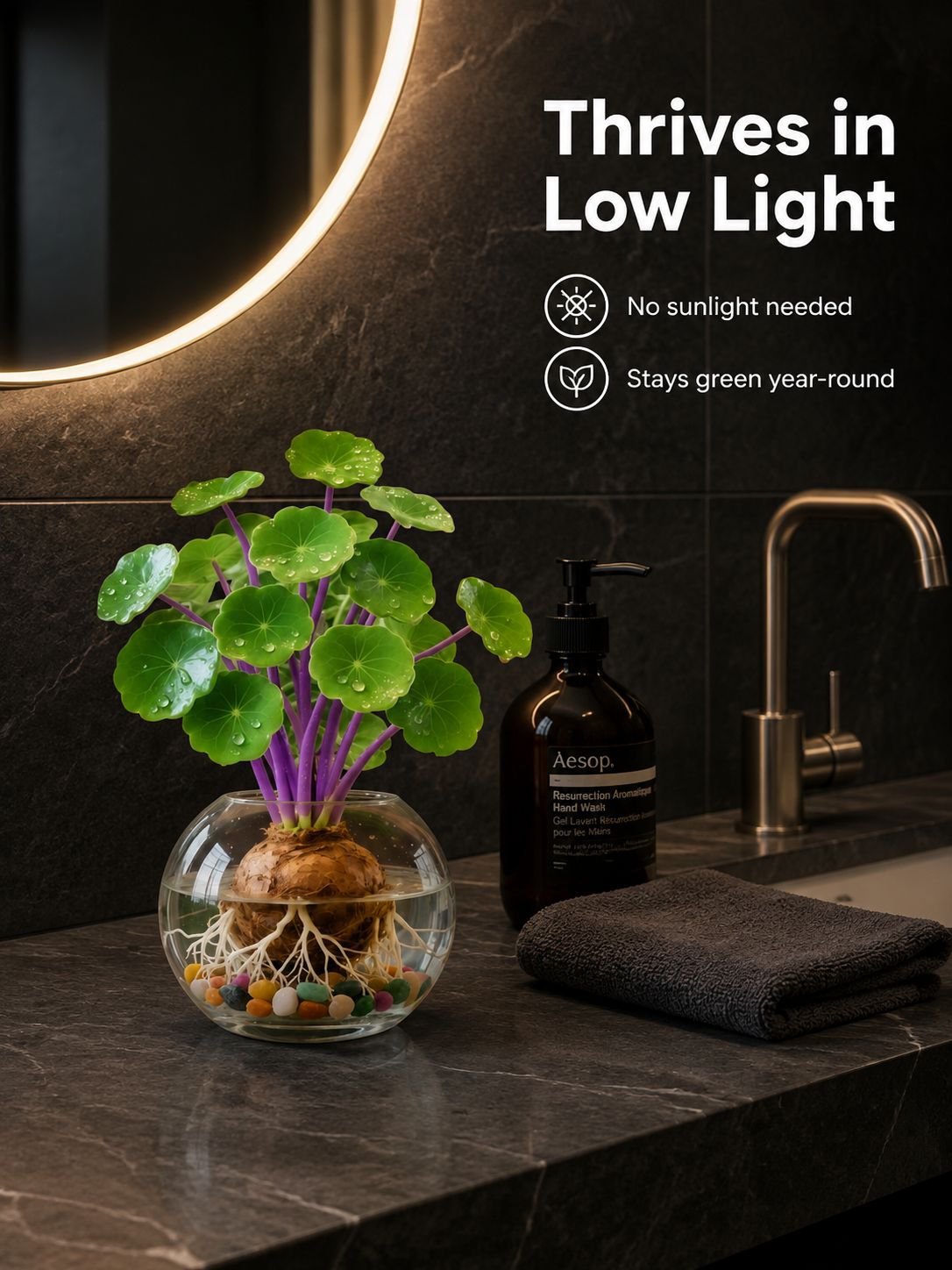 Hydroponic Green Plant