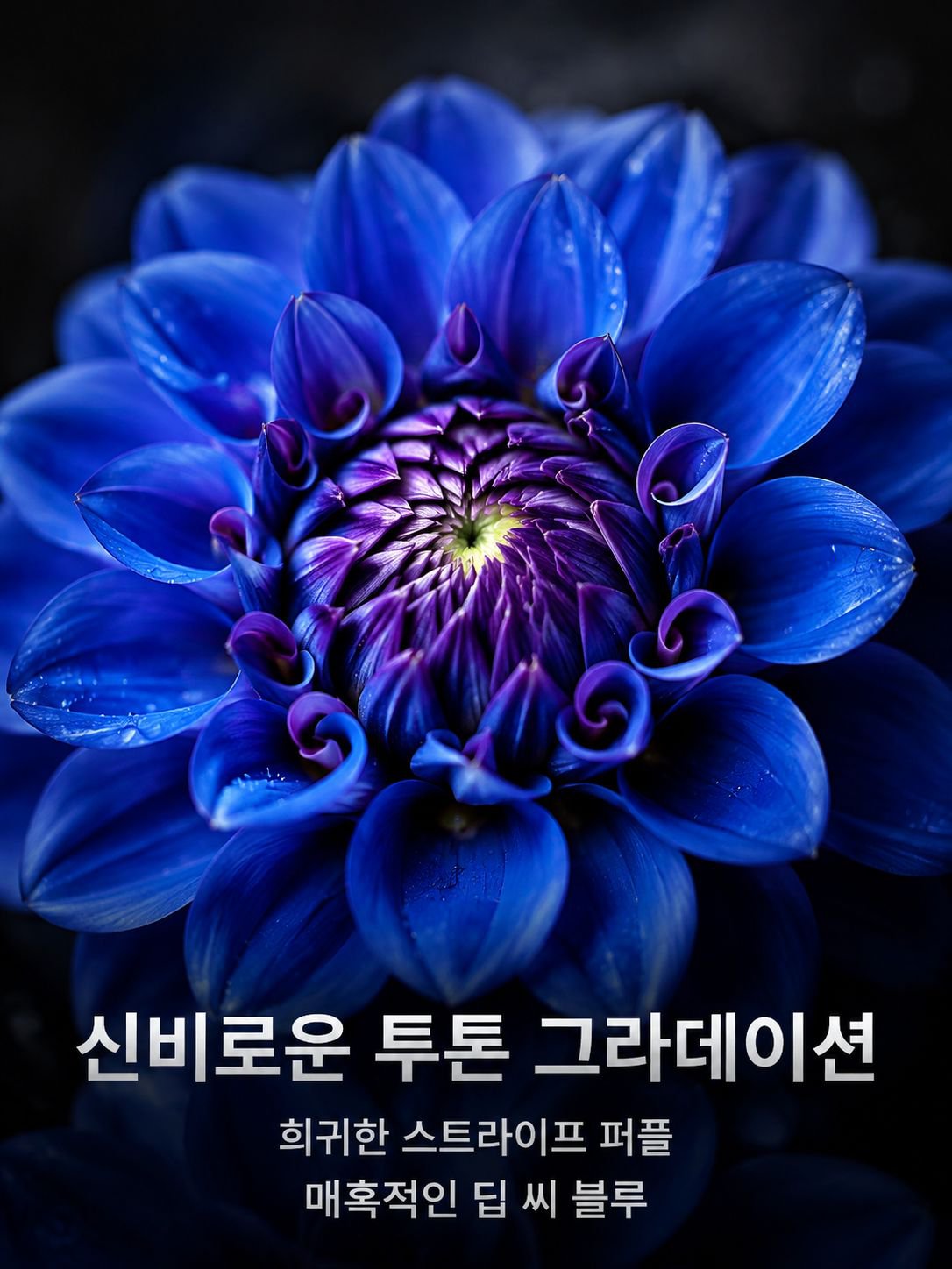 사계절 내내 꽃을 피우는 달리아