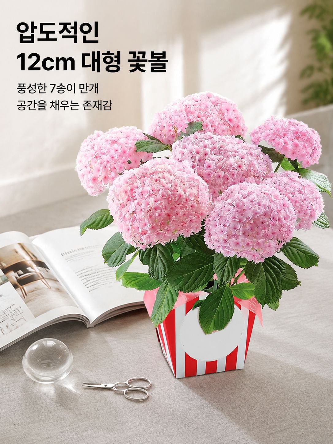 화분에 심은 수국