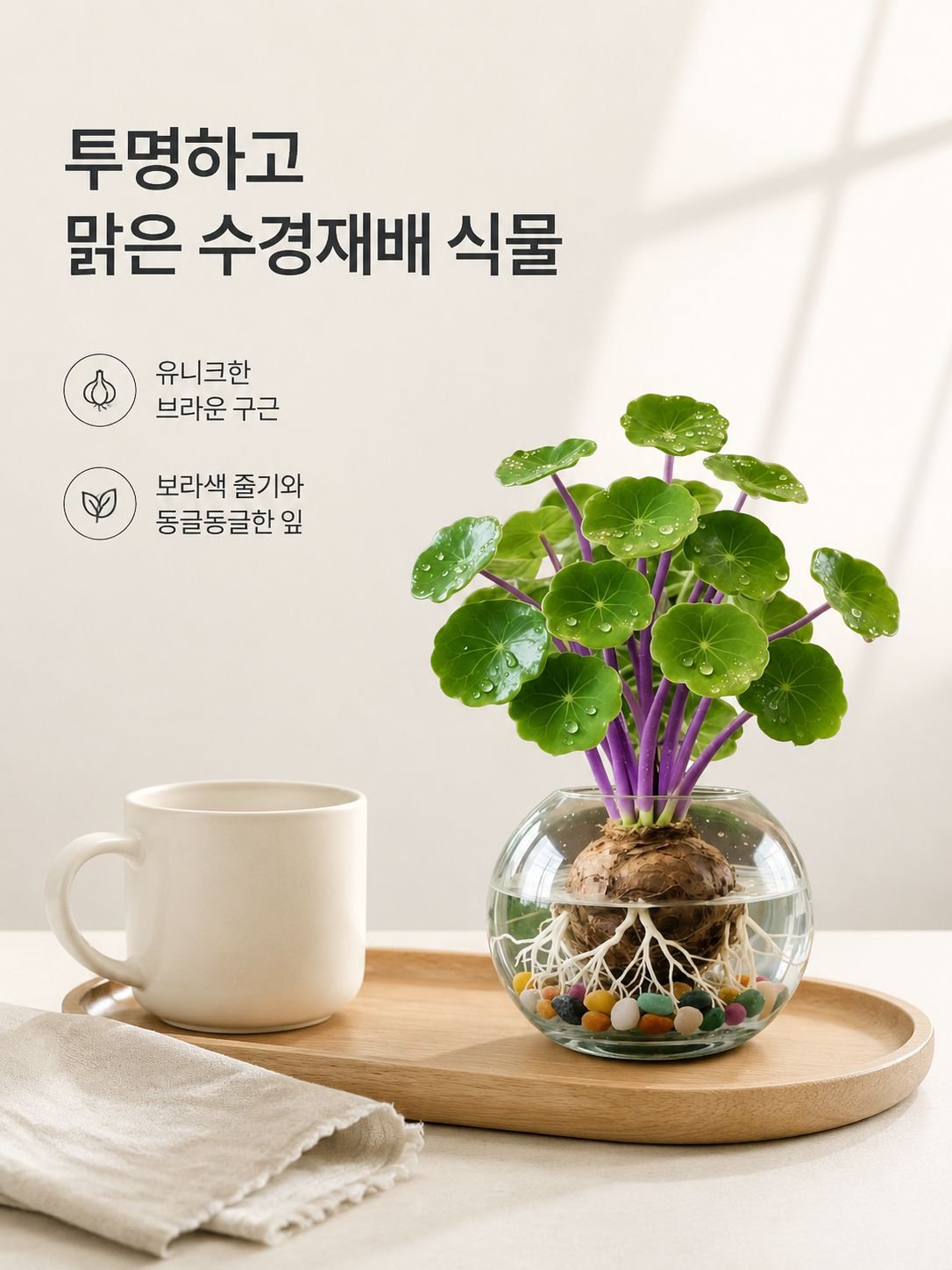 수경 관엽 식물