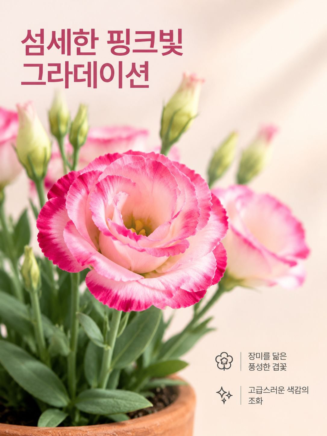 겹꽃 리시안서스 씨앗