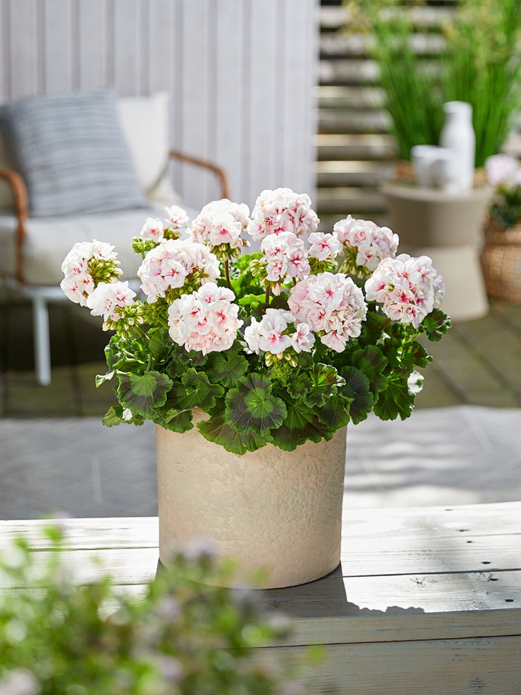 Online-Einkaufszentrum