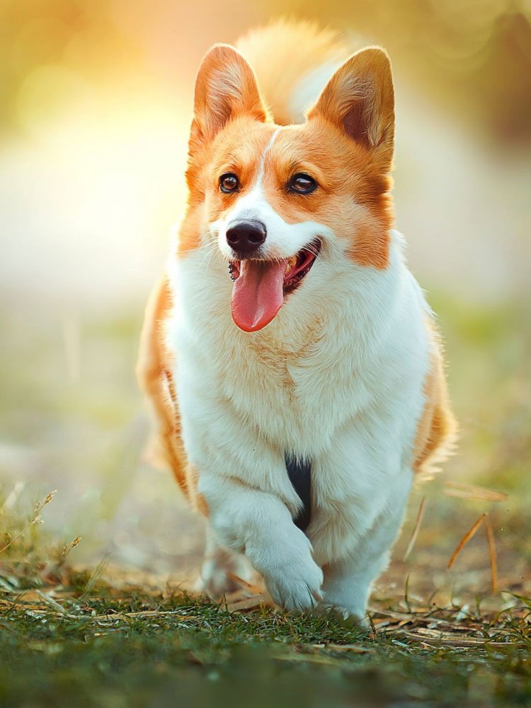 Online shopping MALL