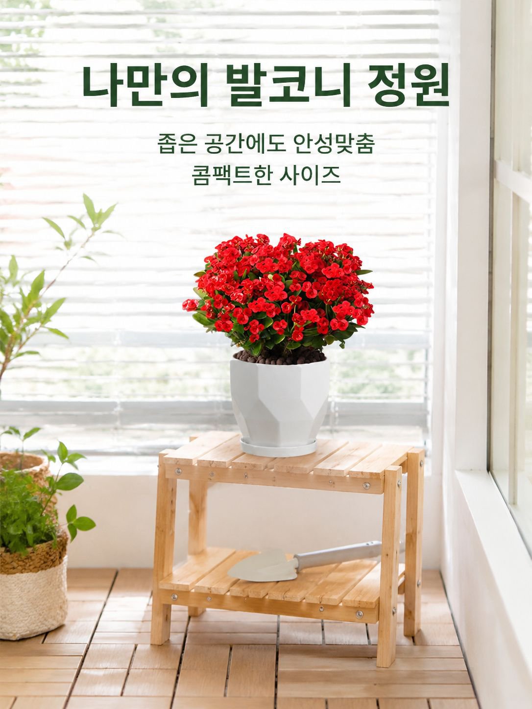 실내 베란다 사계절 개화 선인장매화 화분식물