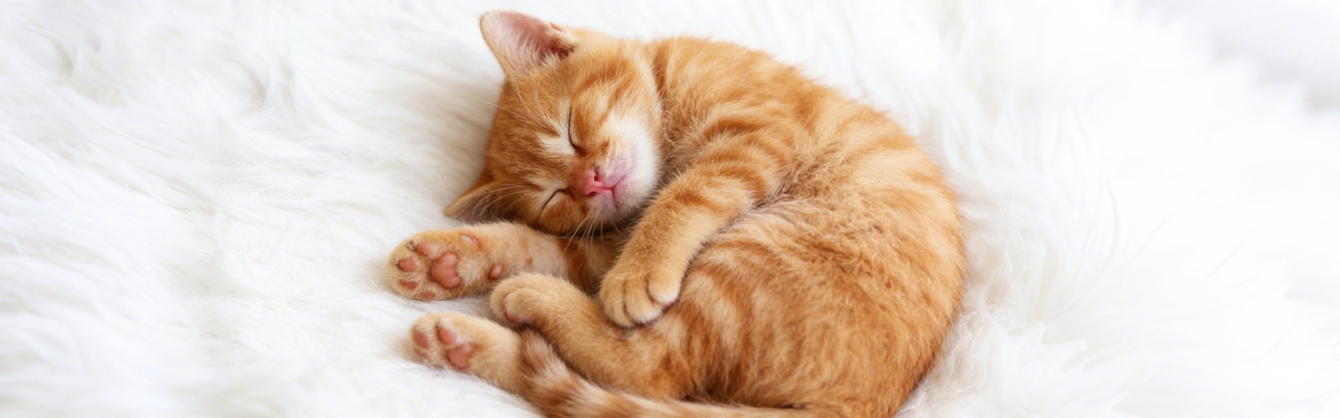 Calidad Europea a Precios Sorprendentes