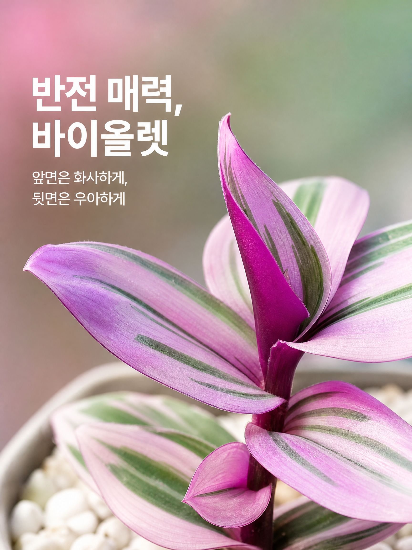 사계절 녹색 식물 및 화분 식물