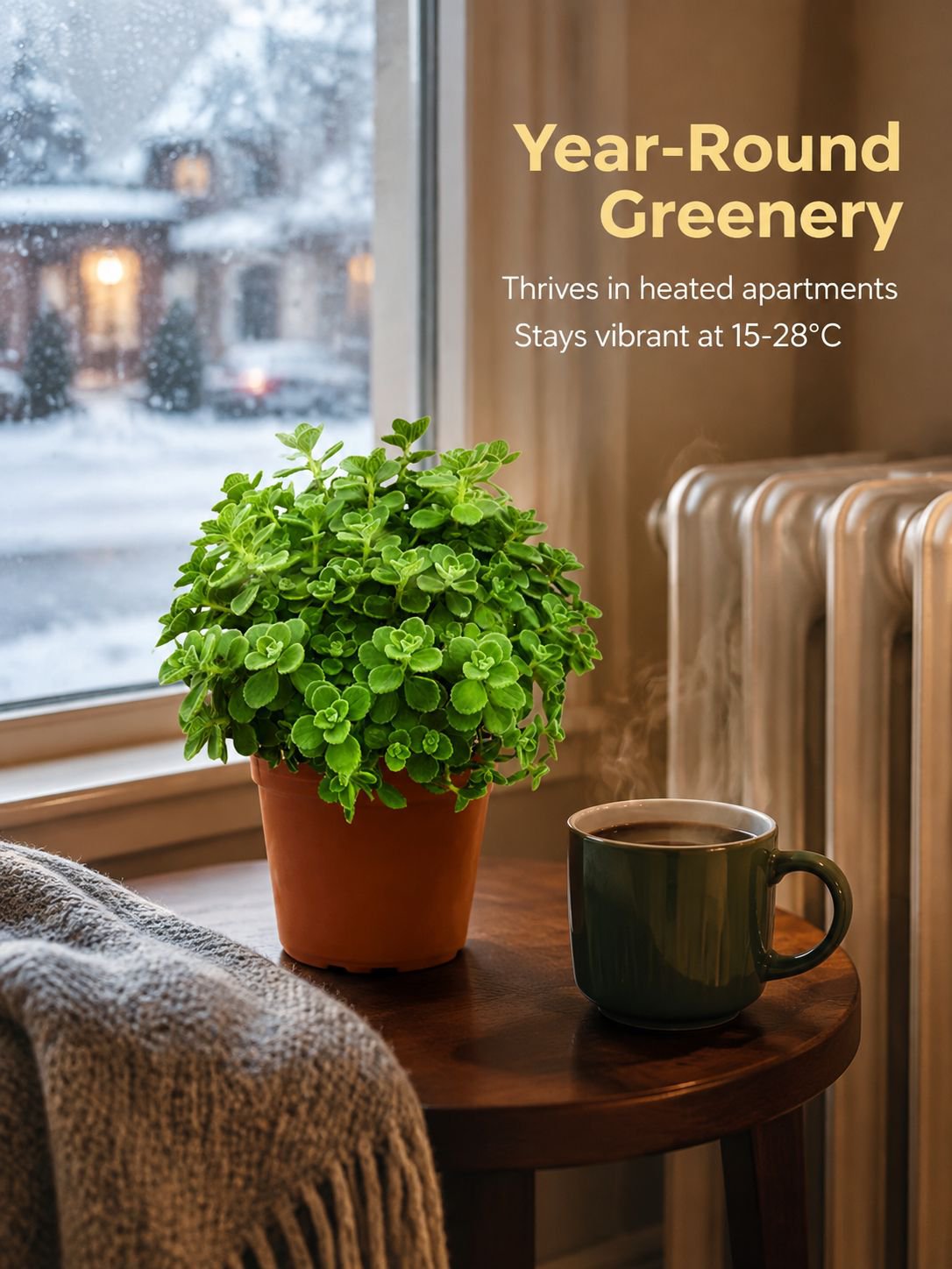 Indoor air-purifying Plectranthus plant