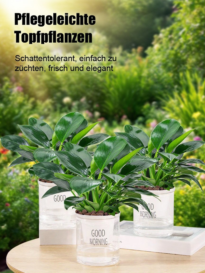 [Der "Luftreiniger" der Pflanzenwelt] 10-15cm große Grünpflanzen