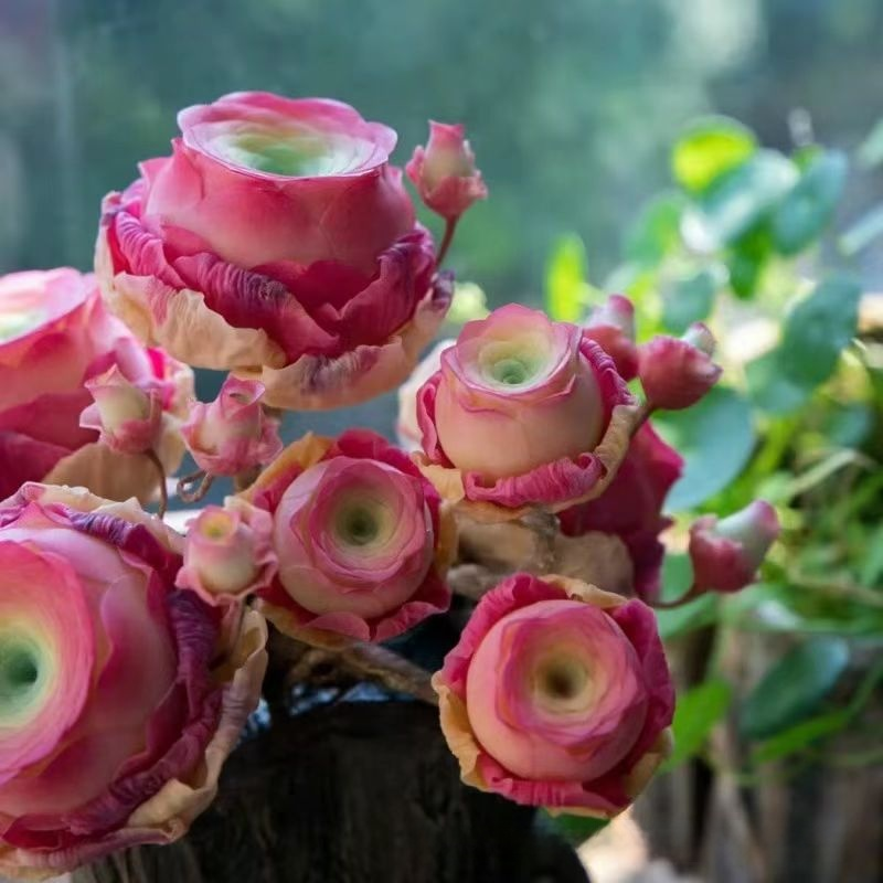 マウンテンローズ多肉植物