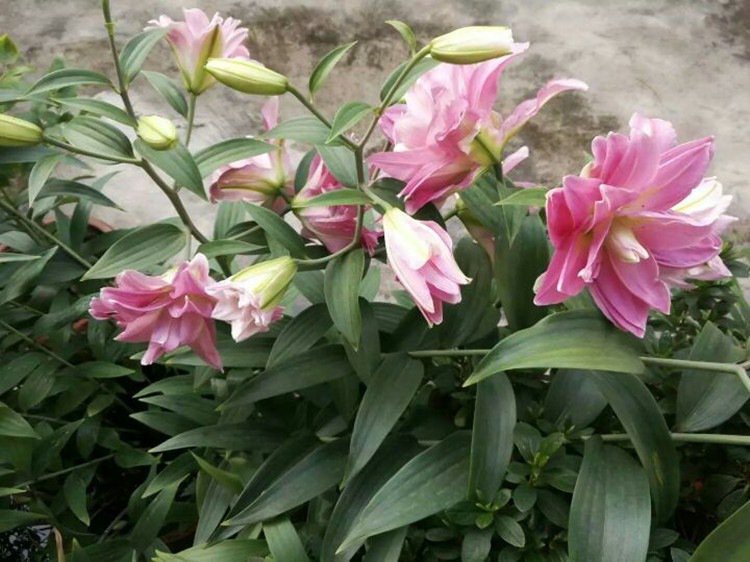 二重の花びらを持つ多色のユリ