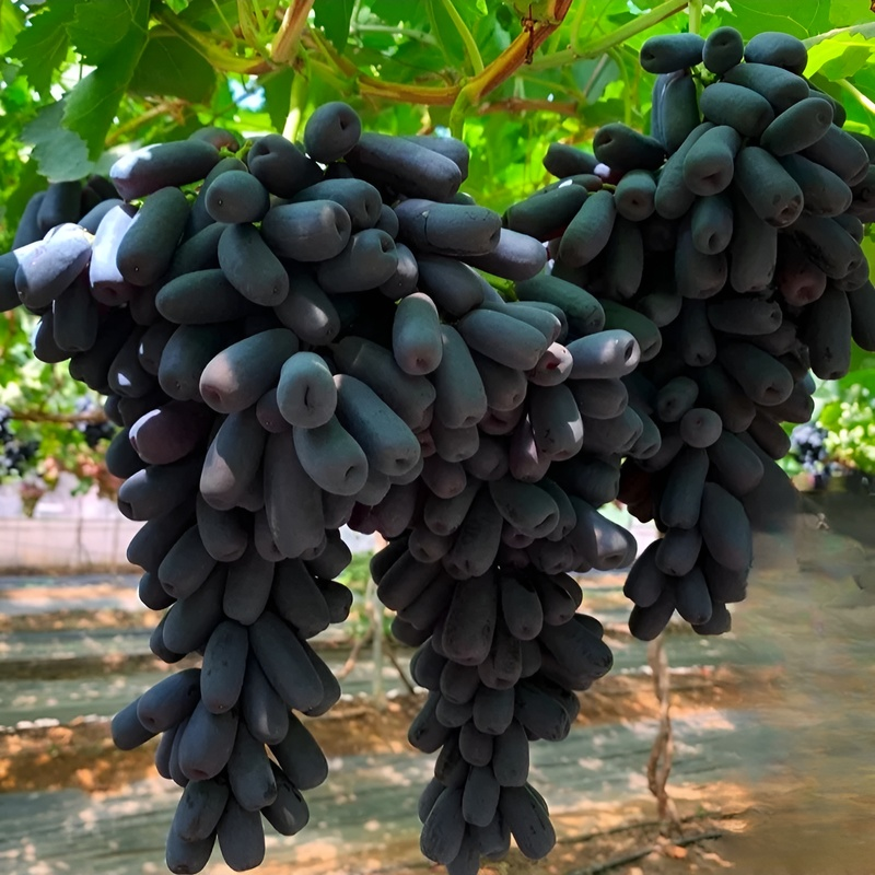 金手指甜蜜藍寶石葡萄苗