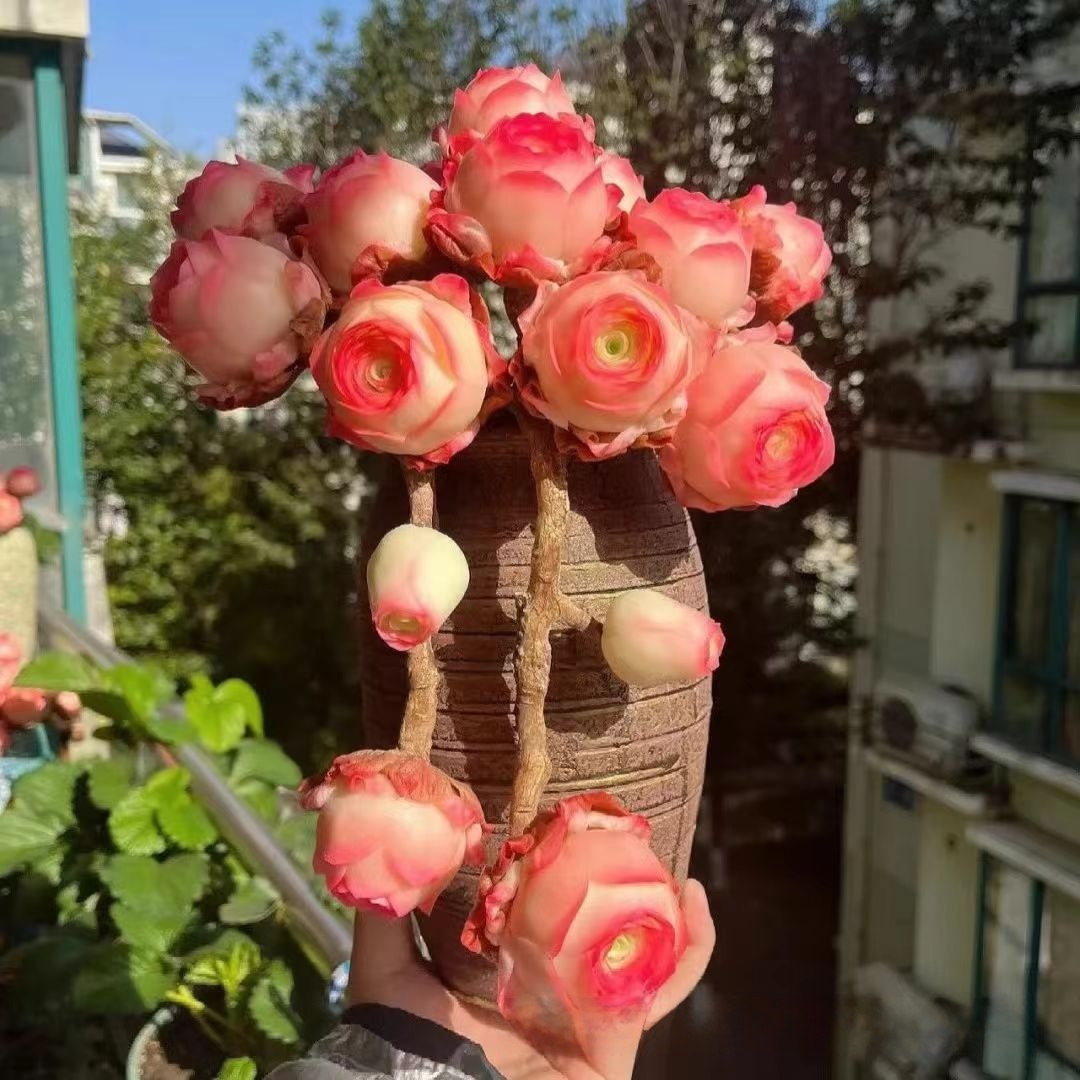 マウンテンローズ多肉植物