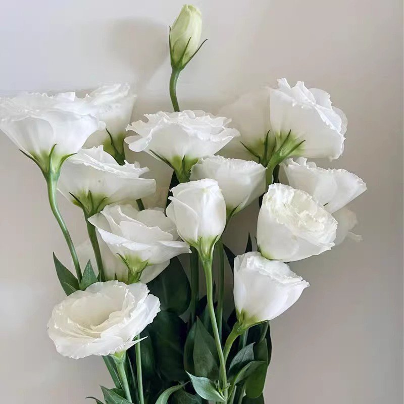 Four season sowing of imported double petaled Campanula seeds