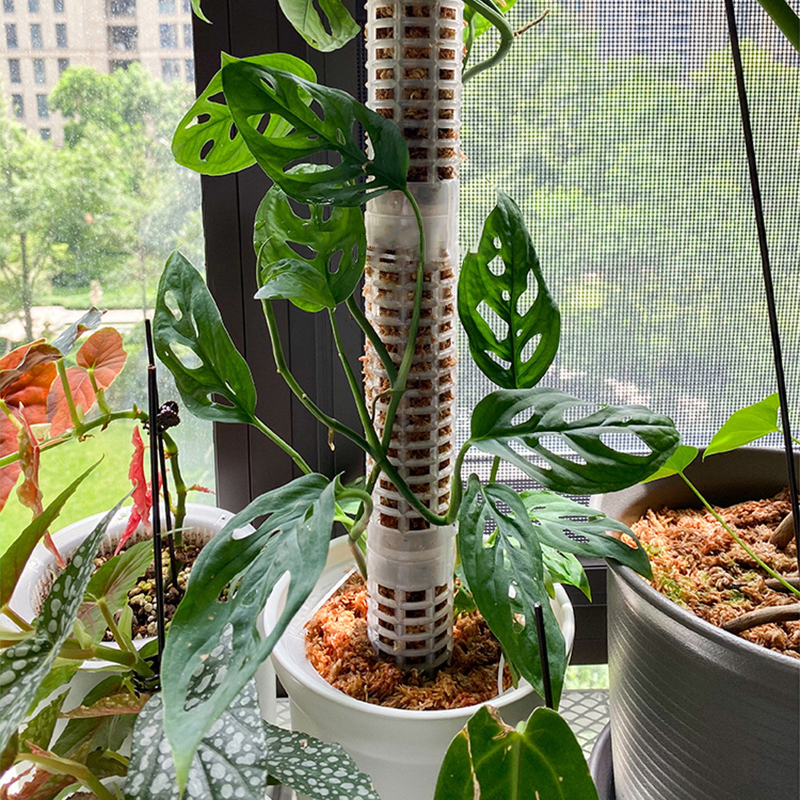 Plastic Moss Poles for Indoor Climbing Plants