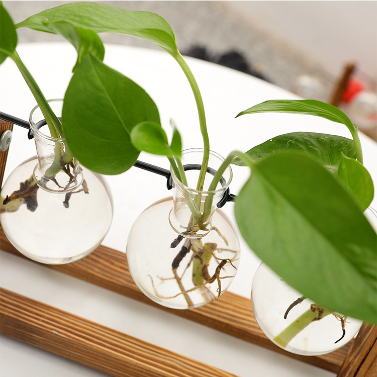 Récipient élégant pour culture hydroponique