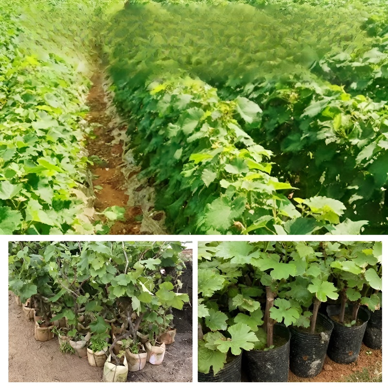  골드핑거 스위트 사파이어 포도나무 묘목