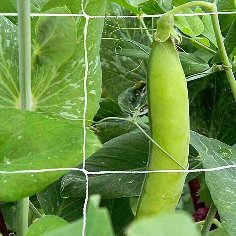 DIY Plant Support Trellis Net