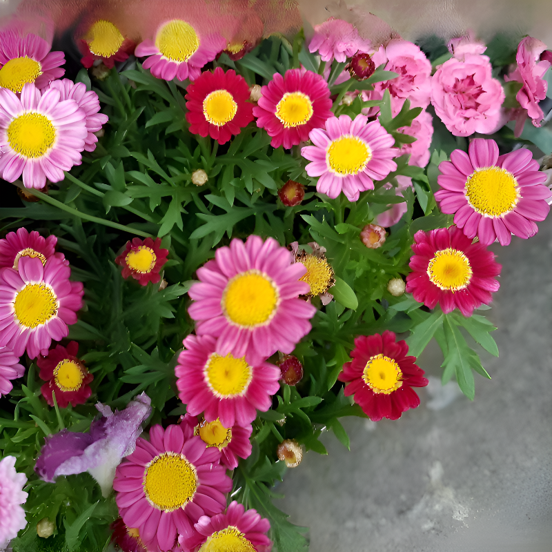 四季可種高發芽率除蟲菊種子