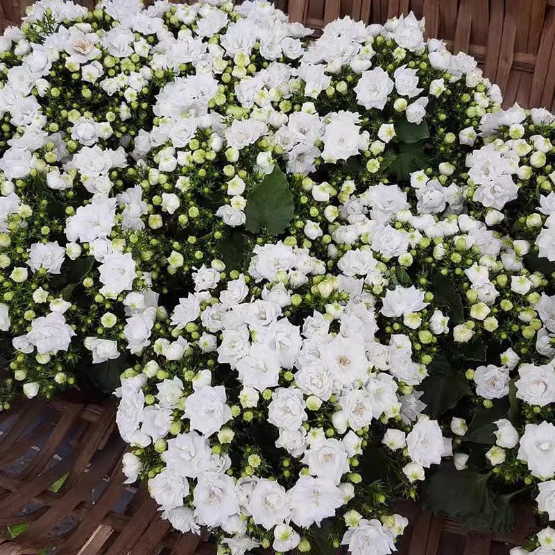 Campanula danesa de flor doble