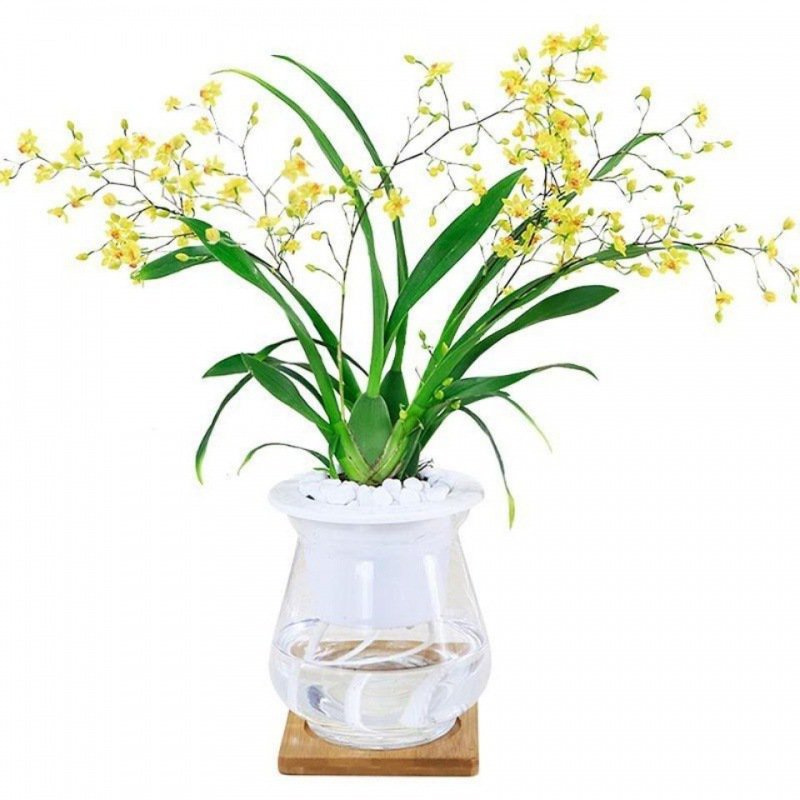 Green plants and fragrant potted flowers