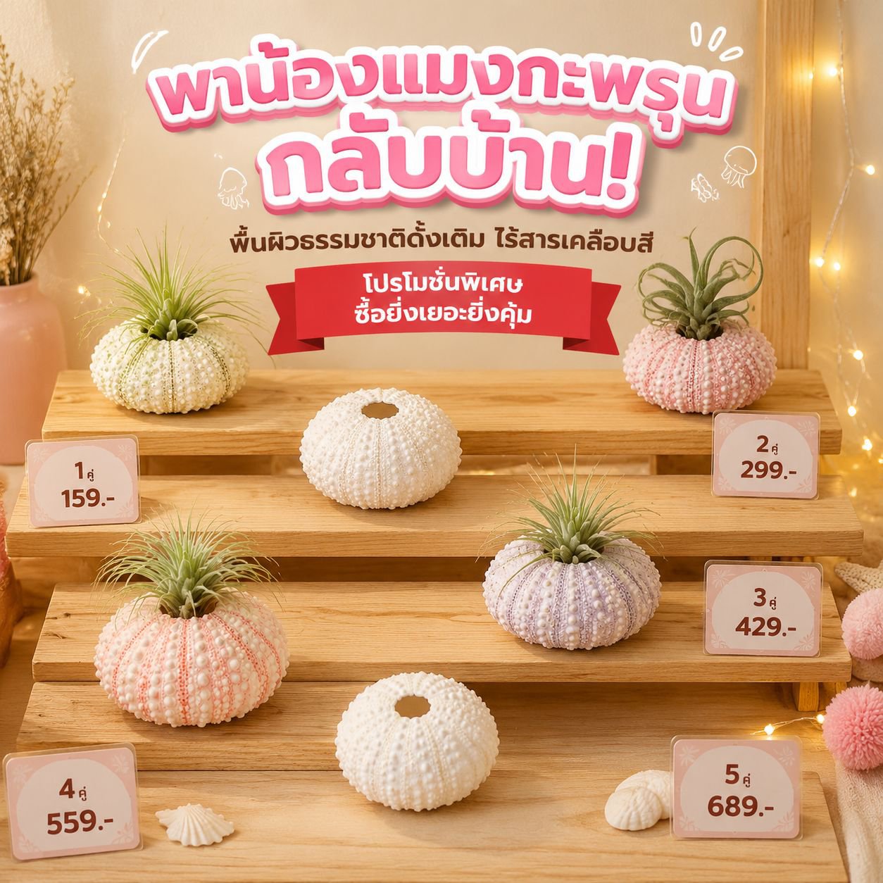 ชุดเปลือกเม่นทะเลกับแอร์แพลนท์ สำหรับตกแต่งบ้าน