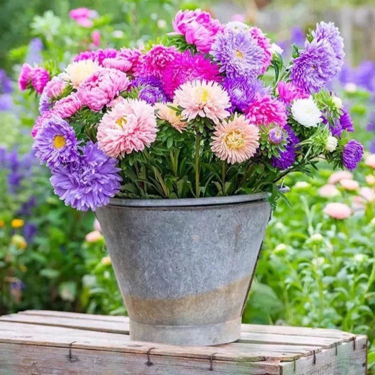 다채로운 캔디 화분 꽃