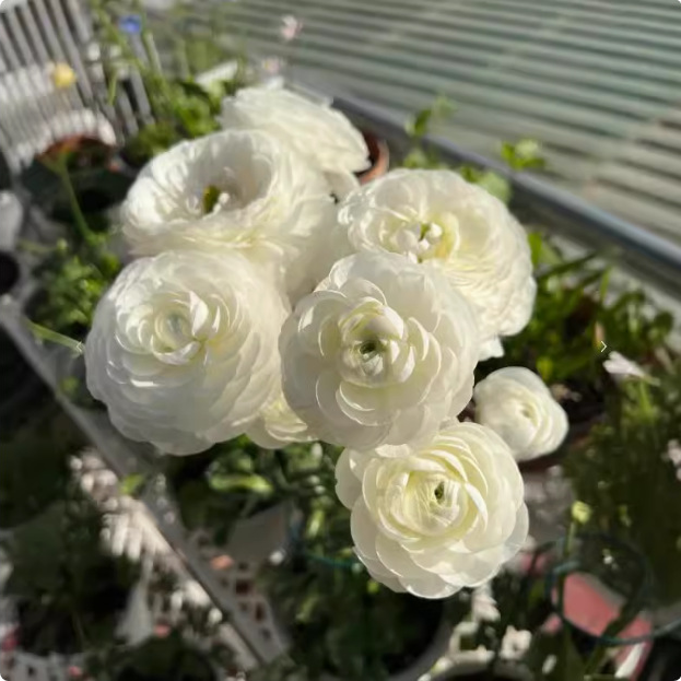 ラナンキュラス