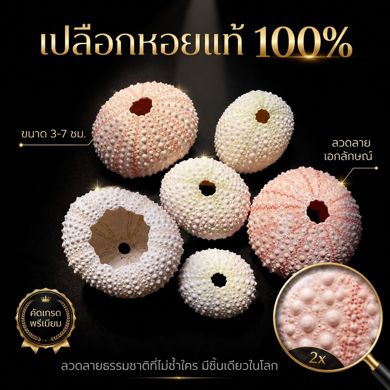 ชุดเปลือกเม่นทะเลกับแอร์แพลนท์ สำหรับตกแต่งบ้าน