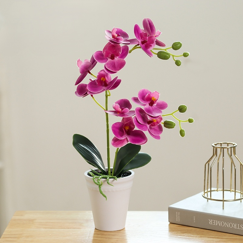 鉢植え植物の装飾品