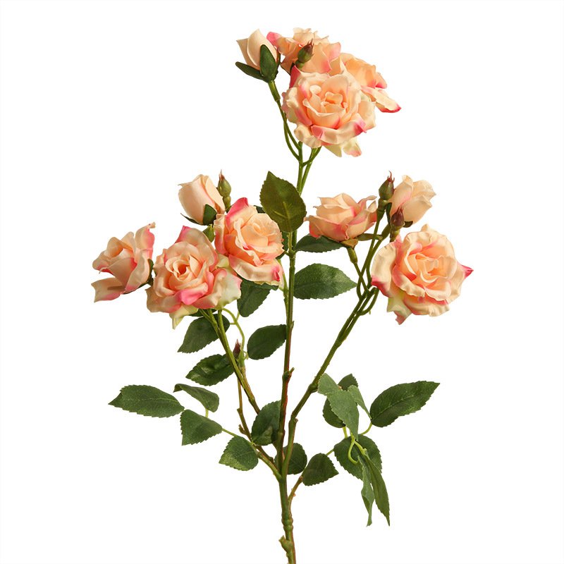 버블로즈 목욕볼