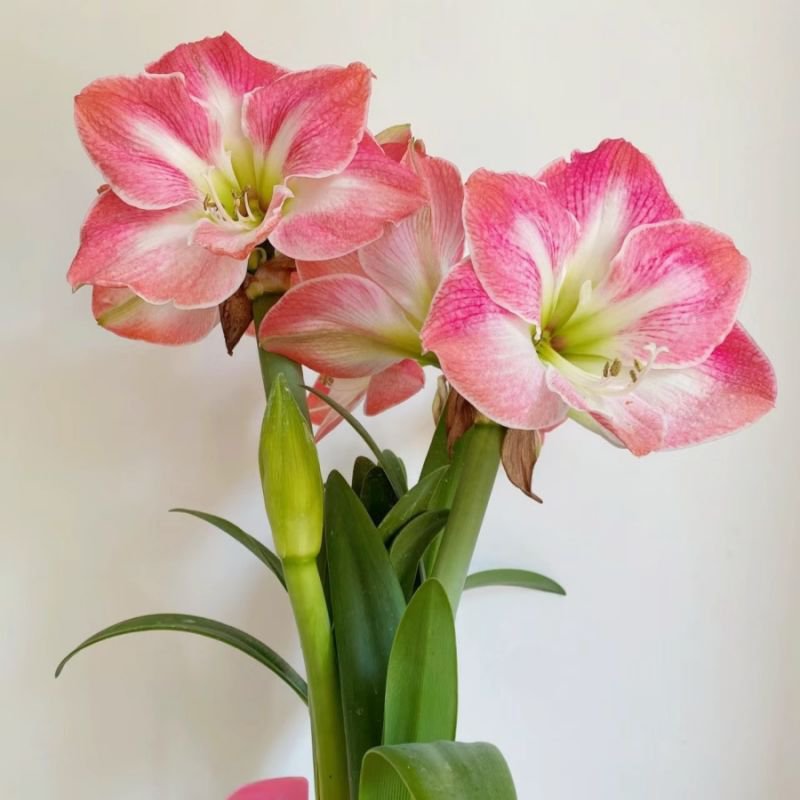 프레이 실내 화분 꽃