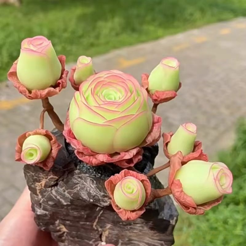 マウンテンローズ多肉植物