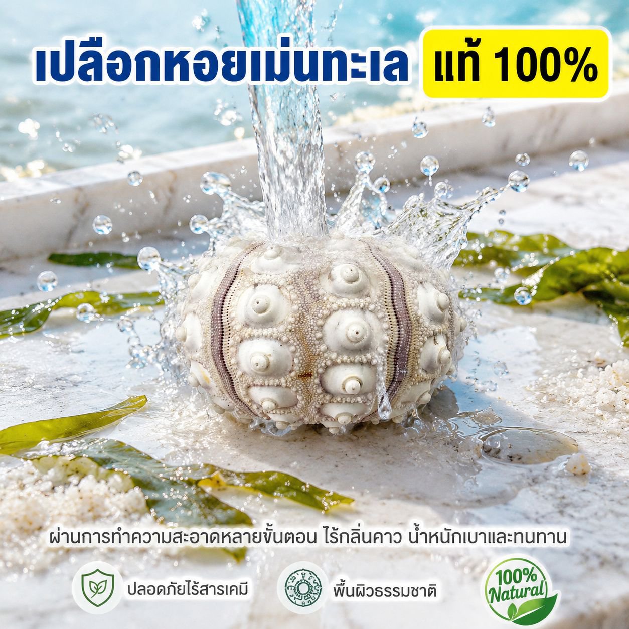 ชุดเปลือกเม่นทะเลกับแอร์แพลนท์ สำหรับตกแต่งบ้าน