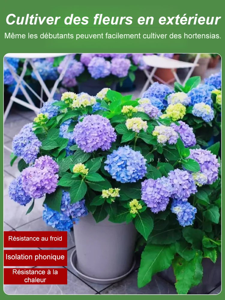 Les graines d'hortensia fleurissent toute l'année.
