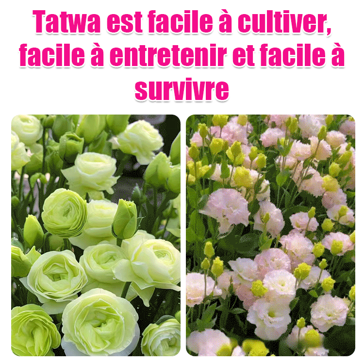 【Fleurs en hiver】Graines de lisianthus de qualité