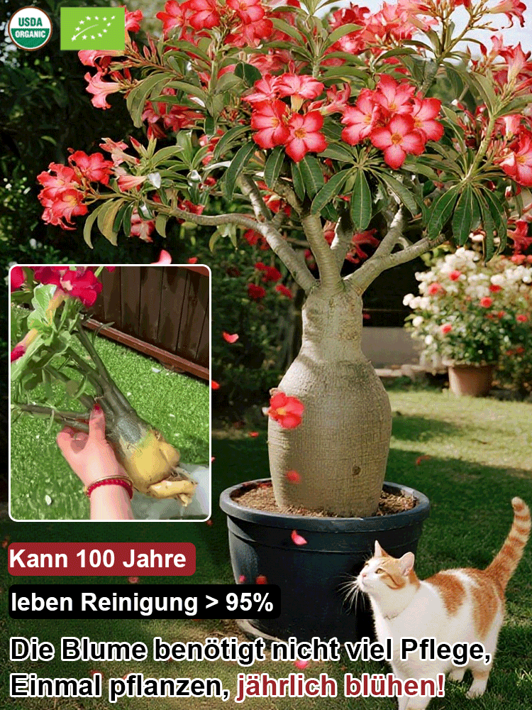 【Mit Wasser gedeiht es 100 Jahre】Wüstenrosen-Zwiebelblume✨️50 % Rabatt für eine begrenzte Zeit