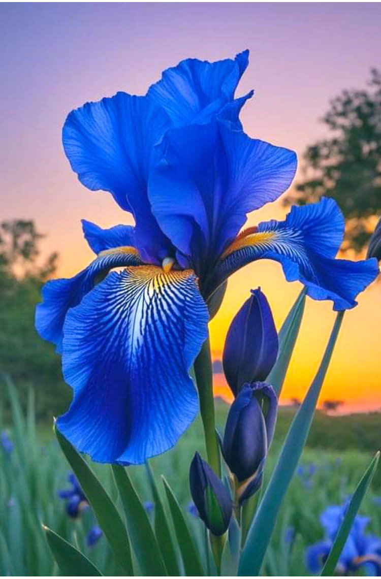 Naturalne nasiona irysa do domowego ogrodu