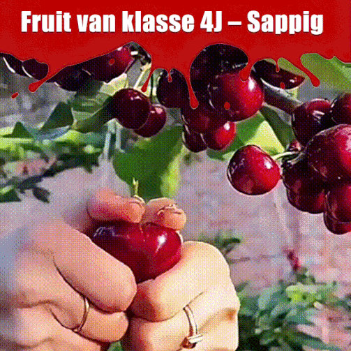 Volledig geïmporteerde Chileense kersenpitten.