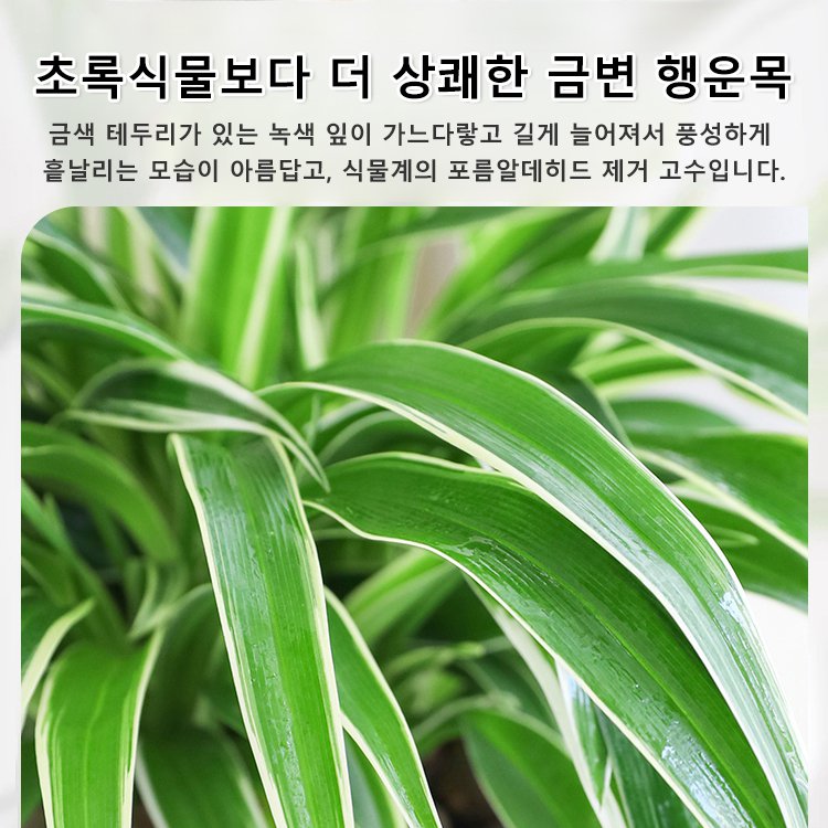 【연중 개화】진한 꽃향기 금변 행운목 씨앗