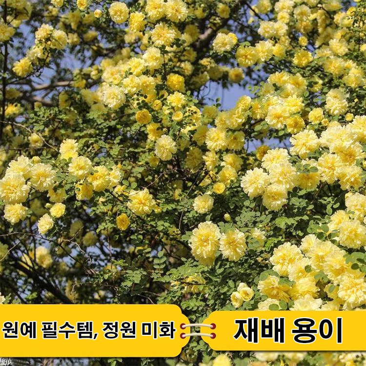 [구석에서도 생존 가능] 사계절 장미 씨앗