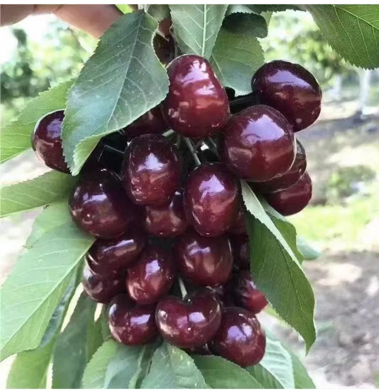 체리나무 묘목 성장 예시