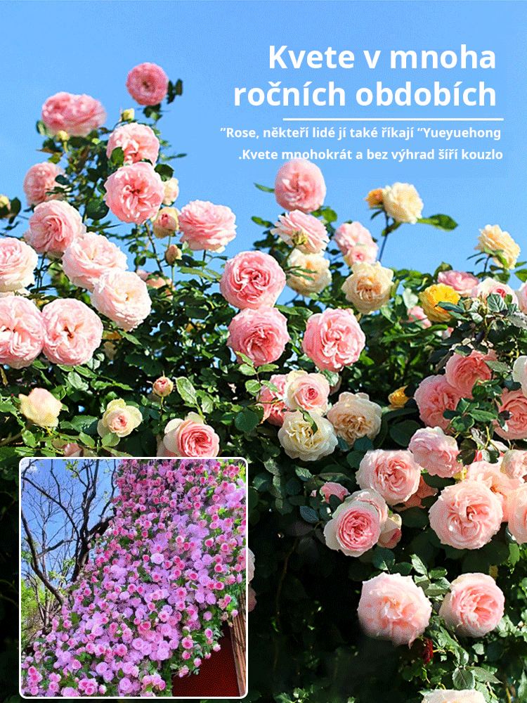 JC-【Celoroční kvetení】Semena květu růže plazivé