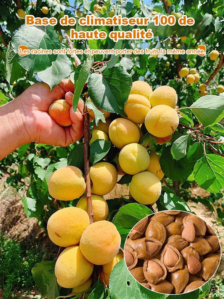 SL-Plants d’abricot regal prolifiques