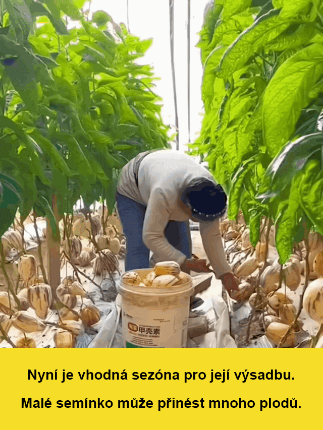 JS-Hypoglykemické a antihypertenzní mléko žluté maso hrnkové ženšen ovoce (doprava zdarma)