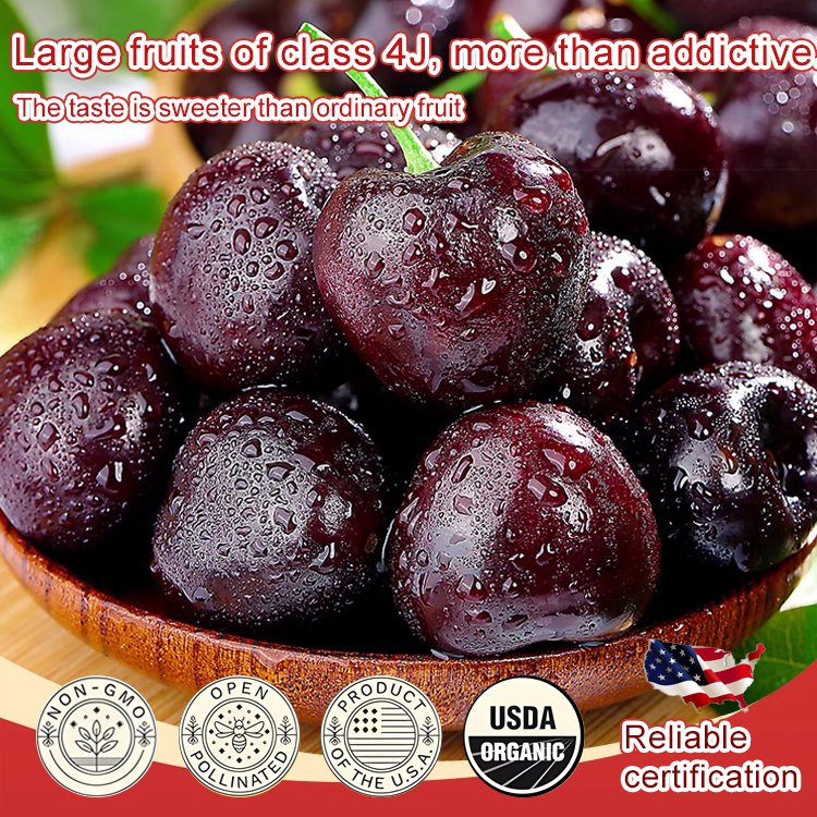 Fully Imported Chilean Chelsea Seeds