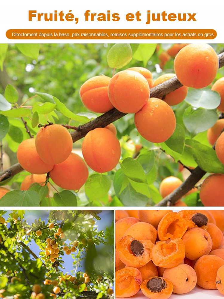 SL-Plants d’abricot regal prolifiques