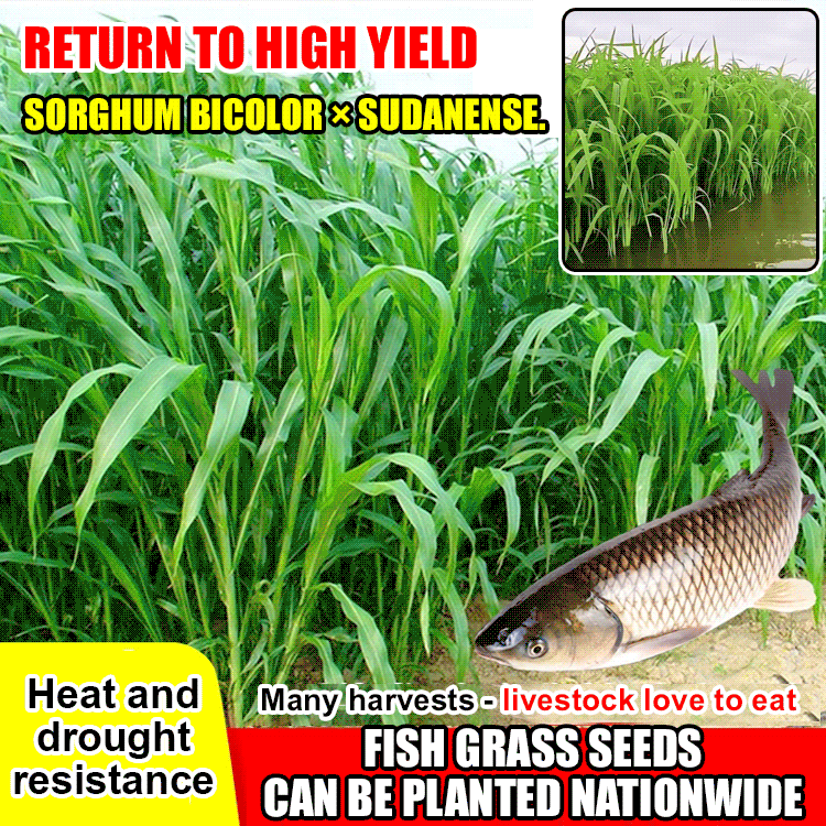 Return to high yield-Sorghum bicolor × sudanense.Chicken, cattle, sheep, fish seeds