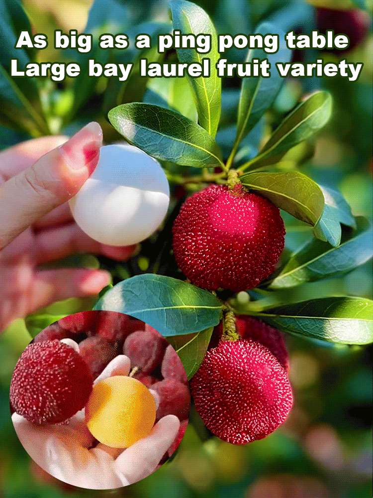 Home garden planting Dongkui prune 