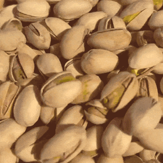 アメリカ原産ピスタチオ